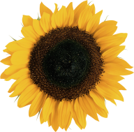 Sunflower PNG Free Download 7