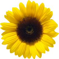 Sunflower PNG Free Download 8