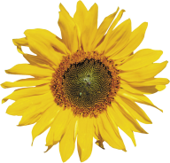 Sunflower PNG Free Download 9