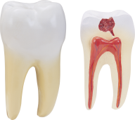 Teeth PNG Free Download 2