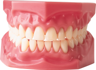 Teeth PNG Free Download 7