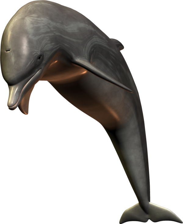 3D Dolphin Png