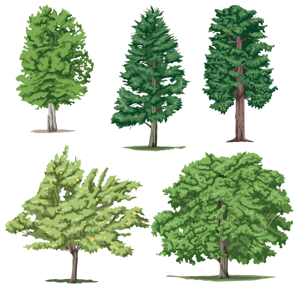 5 Different Trees Png