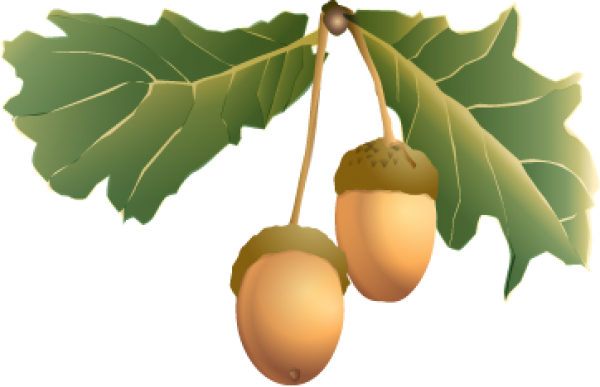 Acorn Fruit Png With Green Leaves