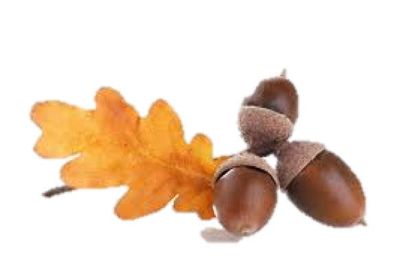 Acorn png fruit