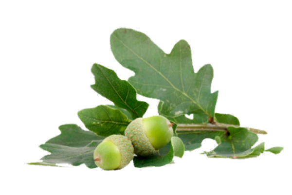 Acorn png with green leaves