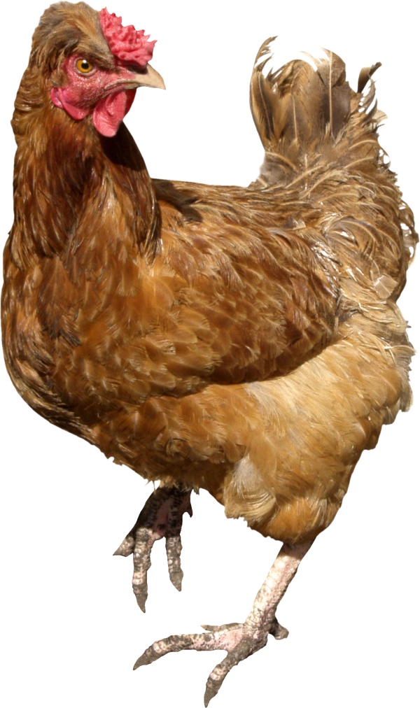 Angry Chicken Png