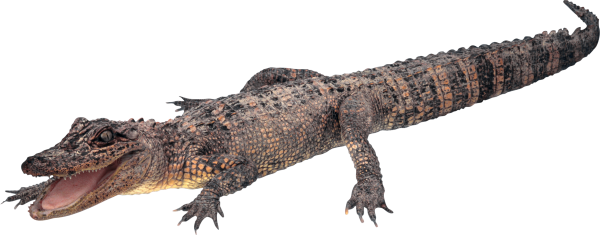Angry Crocodile Png