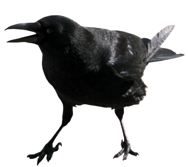 Angry Crow Png