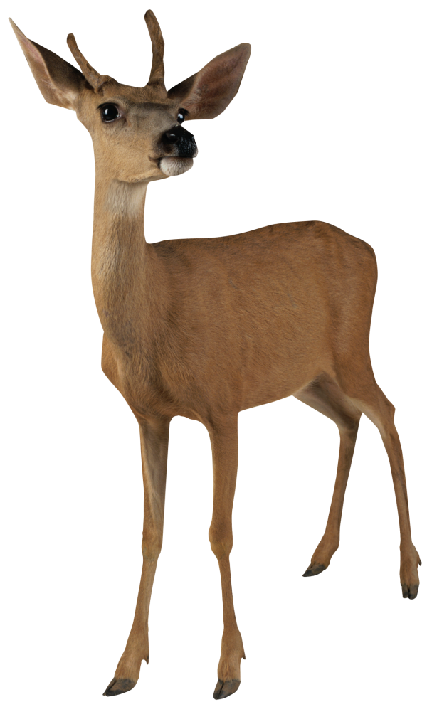 Angry Deer Png
