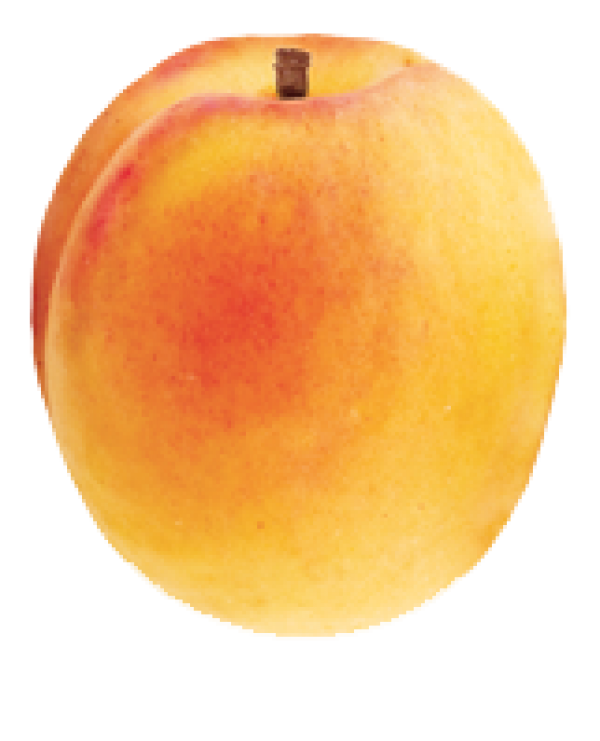 Apricot Clipart