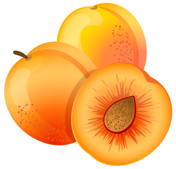 Apricot Drawn Clipart