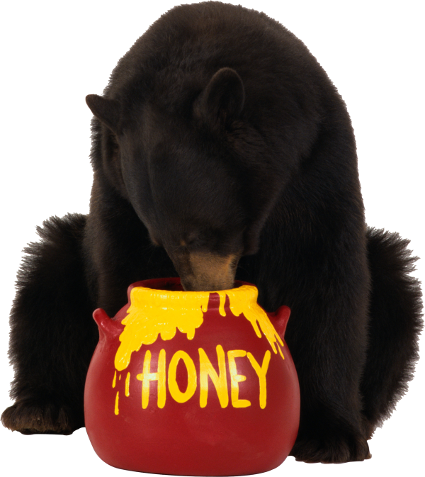 Bear Eating Honey Png Image