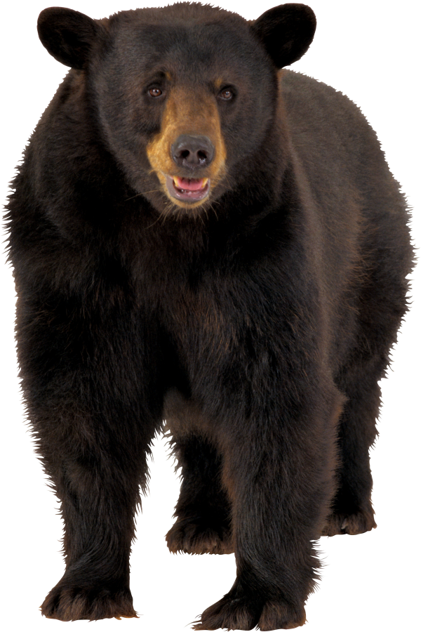 Bear Png Looking For You