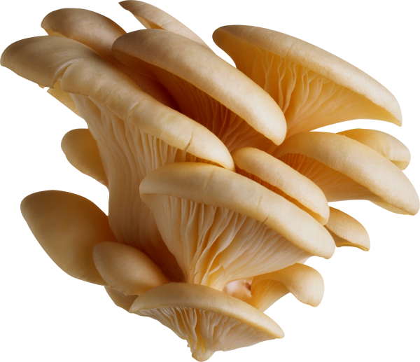 beauty petals mushroom free download png