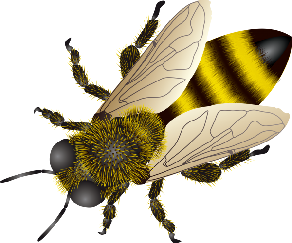 bee clipart png