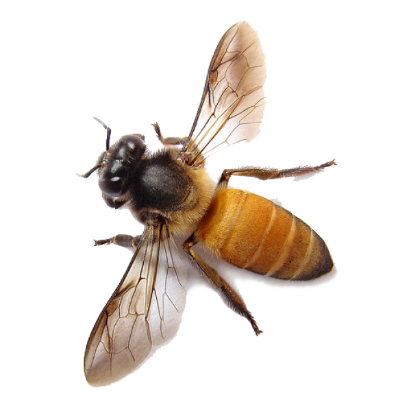 bee free png