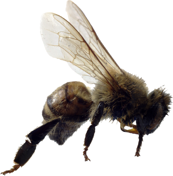 bee png download