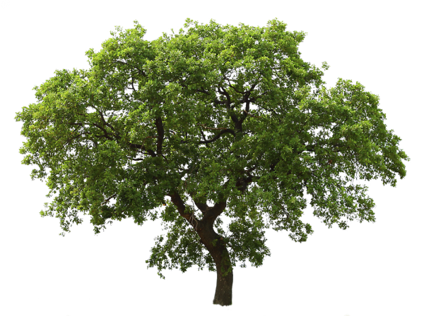 Big Tree Png