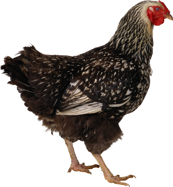 Black and White Chicken Png Free