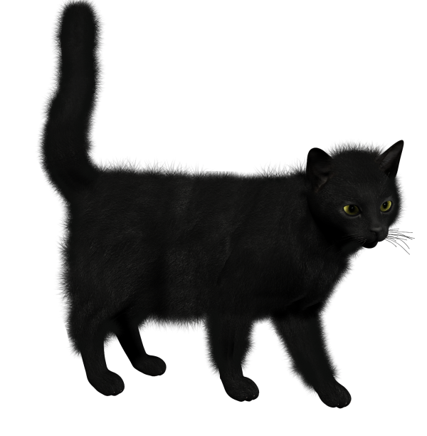 Black Cat clipart