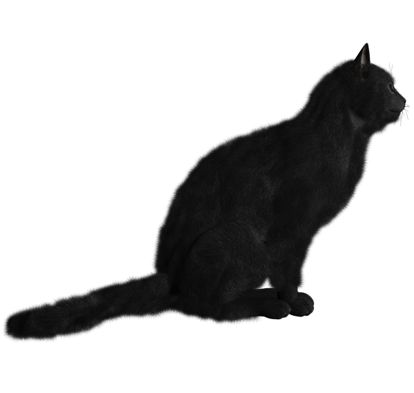 Black Cat Icon