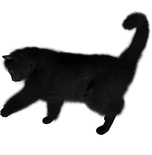 Black Cat Png Cliprt