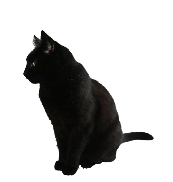 Black Cat Png