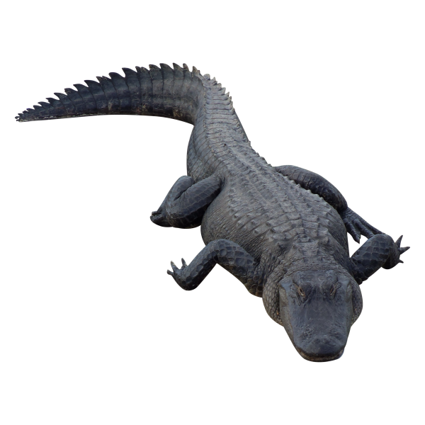 Black Crocodile Png