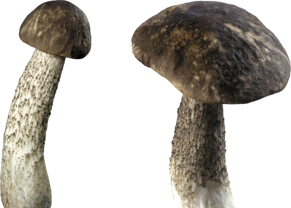 black dirty mushroom free download png