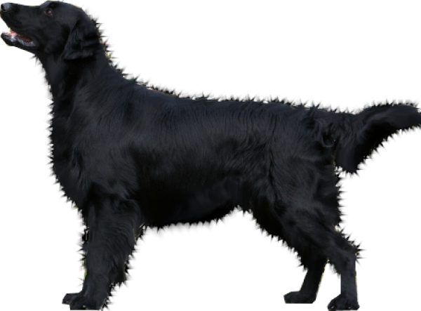 Black Dog Png
