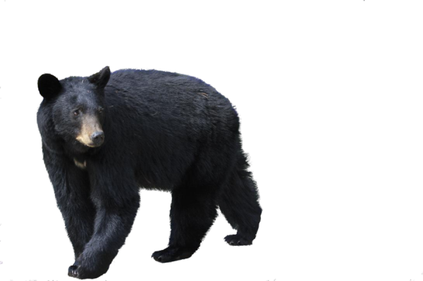 Black Walking Bear Png Image