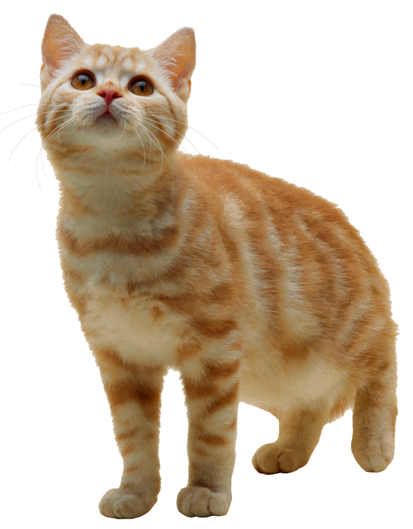 Brownish Cat Png