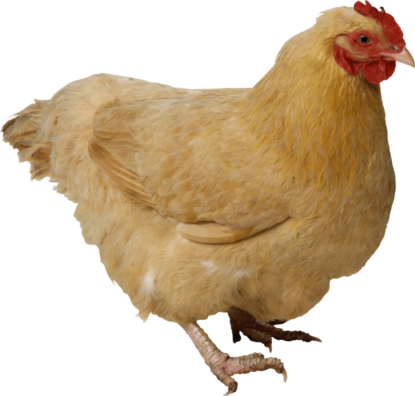 Brownish Chicken Png