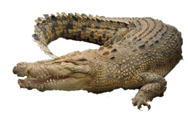 Brownish Crocodile Png