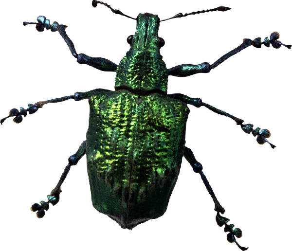 BUG Free PNG Image Download 1