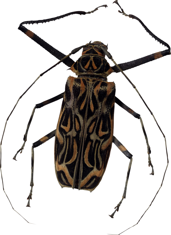 BUG Free PNG Image Download 10