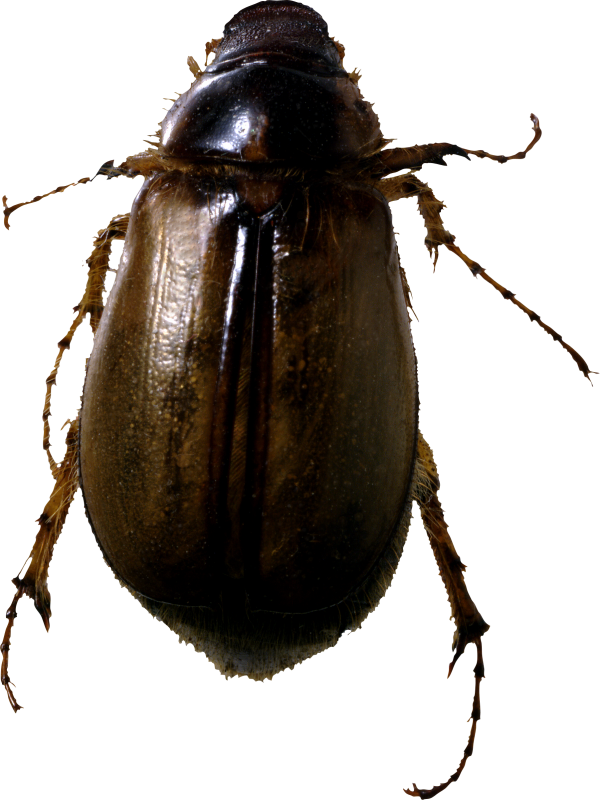 BUG Free PNG Image Download 11