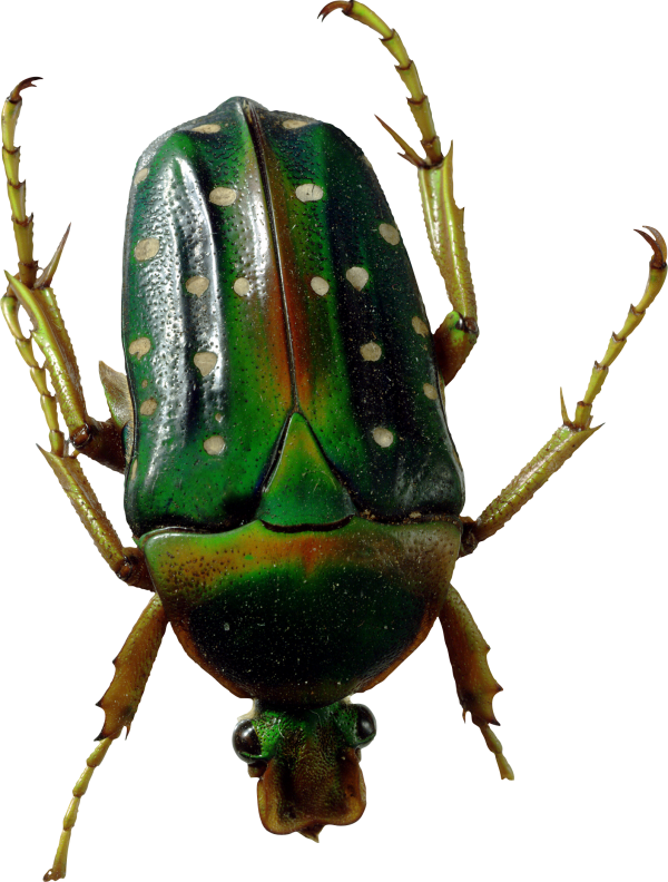 BUG Free PNG Image Download 12