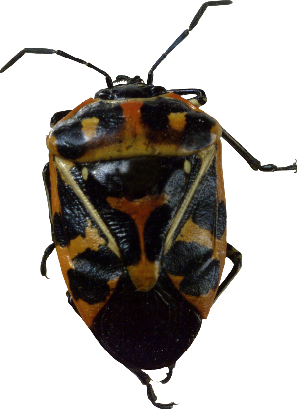 BUG Free PNG Image Download 13