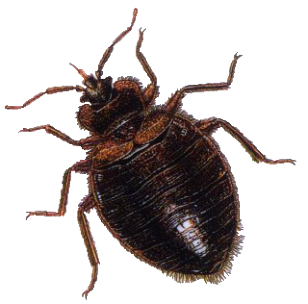 BUG Free PNG Image Download 15