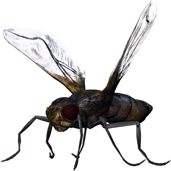 BUG Free PNG Image Download 17