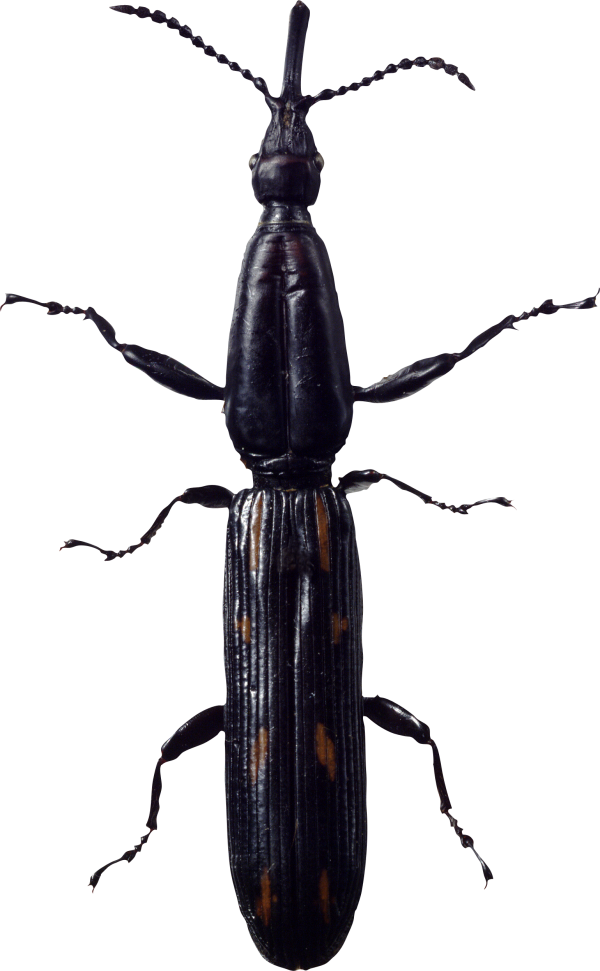 BUG Free PNG Image Download 18