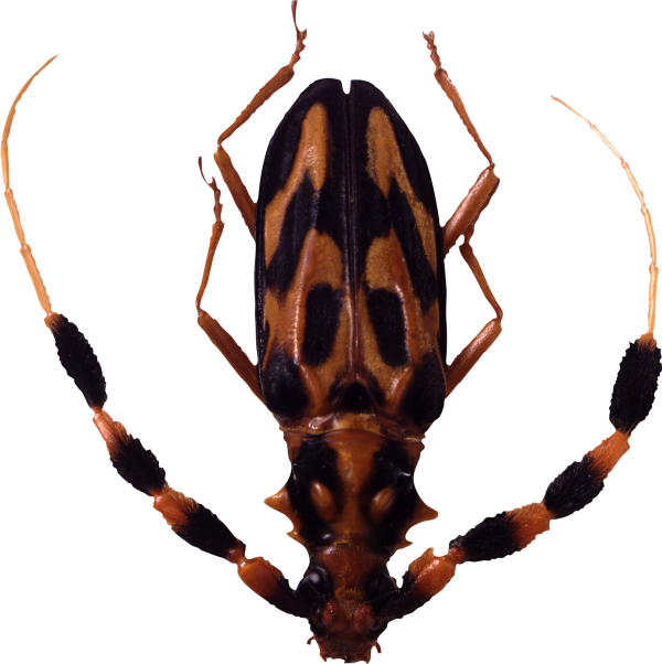 BUG Free PNG Image Download 19