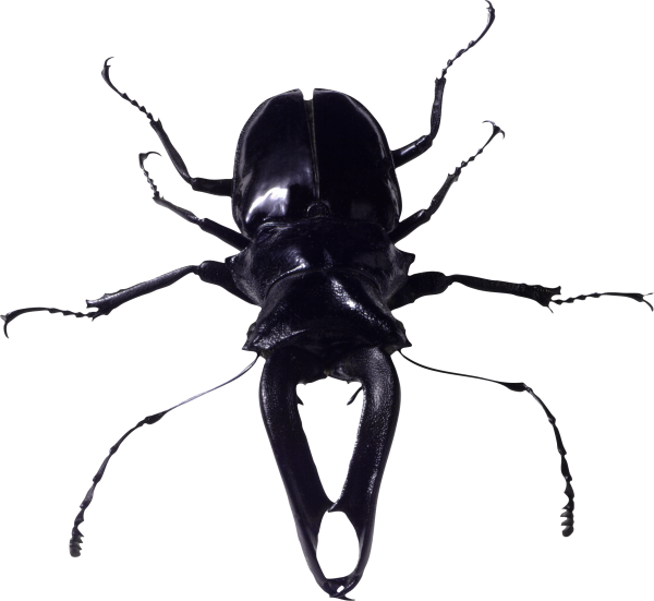 BUG Free PNG Image Download 20