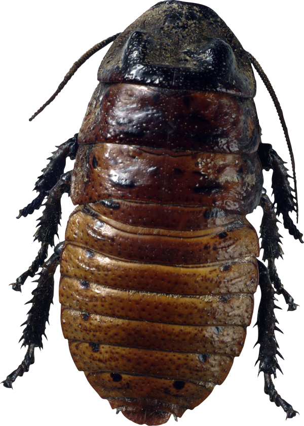 BUG Free PNG Image Download 22