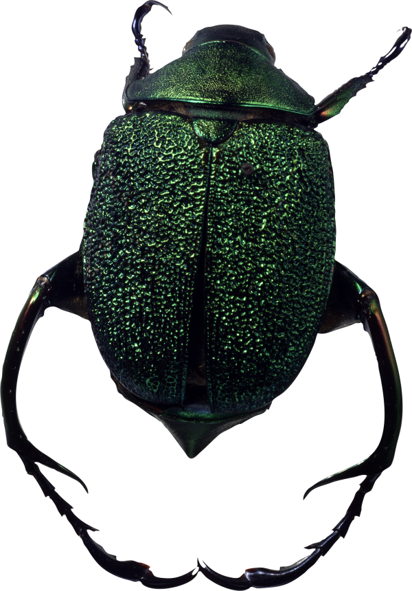 BUG Free PNG Image Download 23