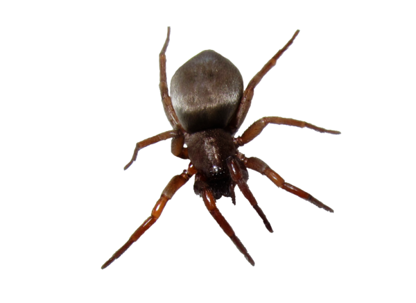 BUG Free PNG Image Download 25