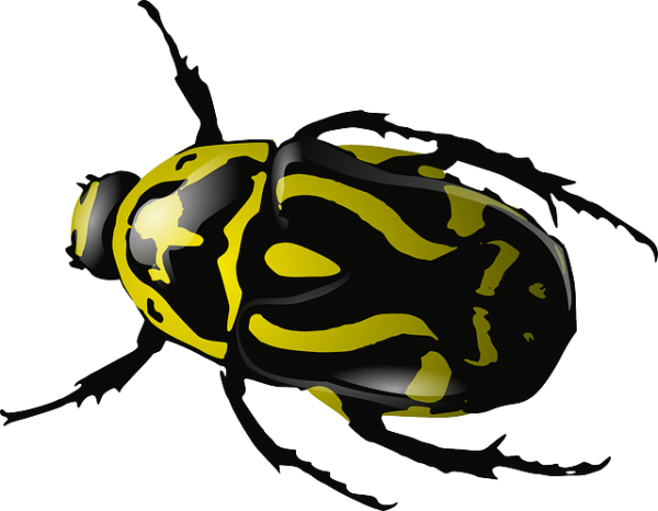 BUG Free PNG Image Download 26