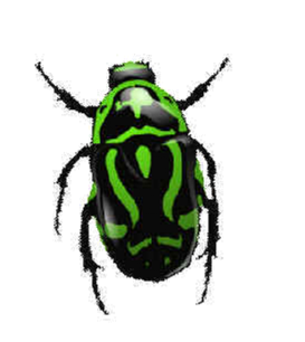 BUG Free PNG Image Download 27